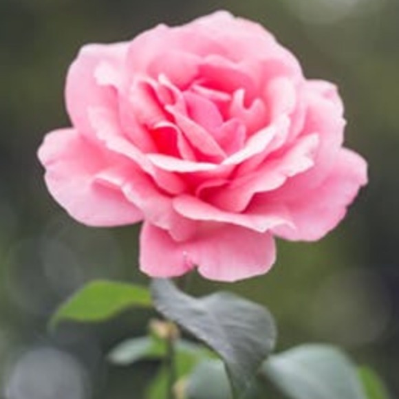flower3148